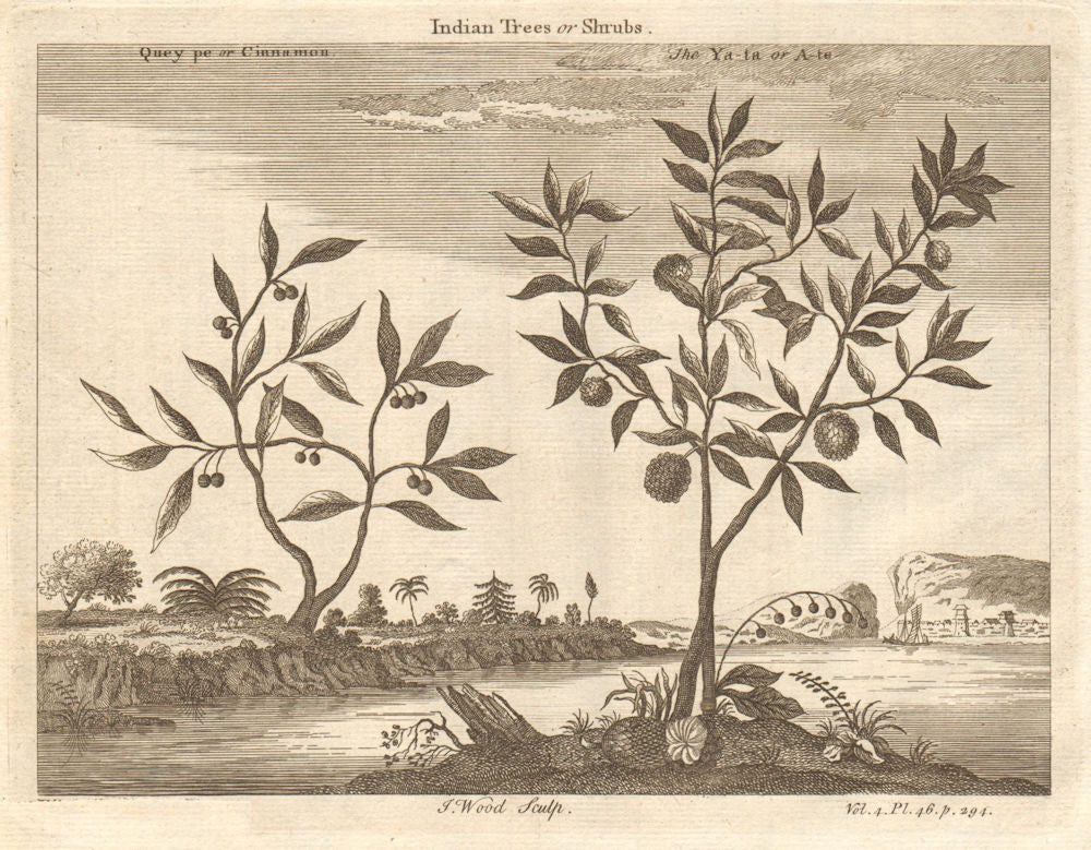CHINA. 'Indian Trees or Shrubs; Quey pe or Cinnamon; The Ya ta or A te' 1746